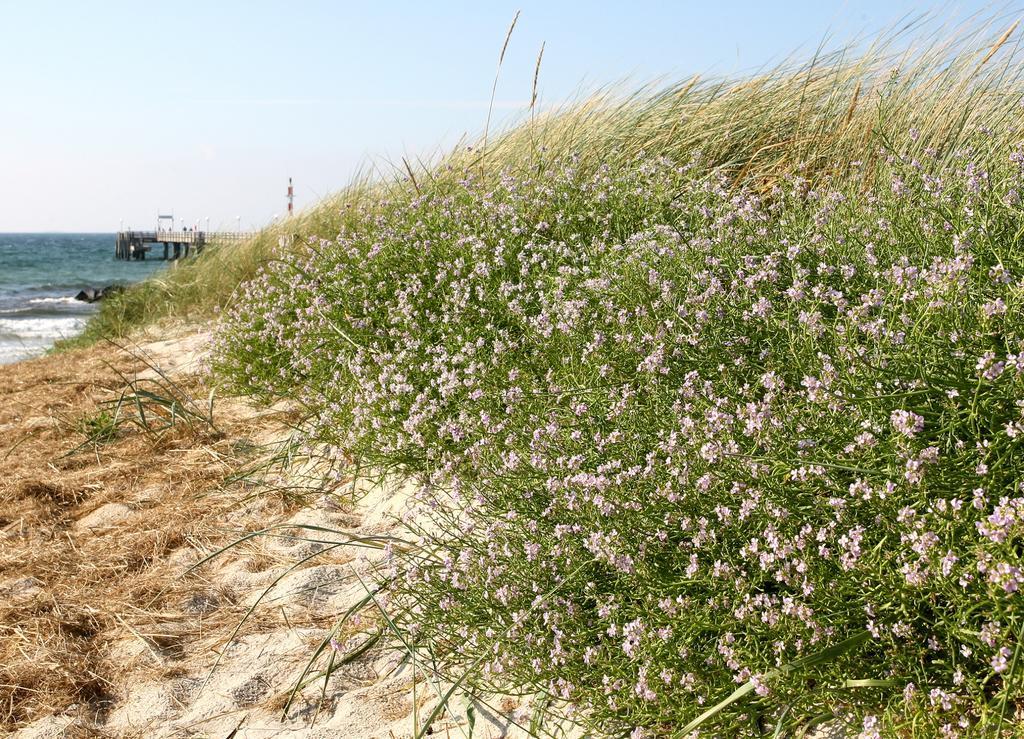 Ostseehotel Wustrow Wustrow  Eksteriør billede